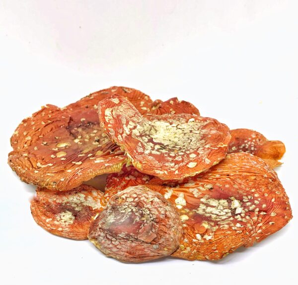 View of dried caps of Amanita Muscaria from top