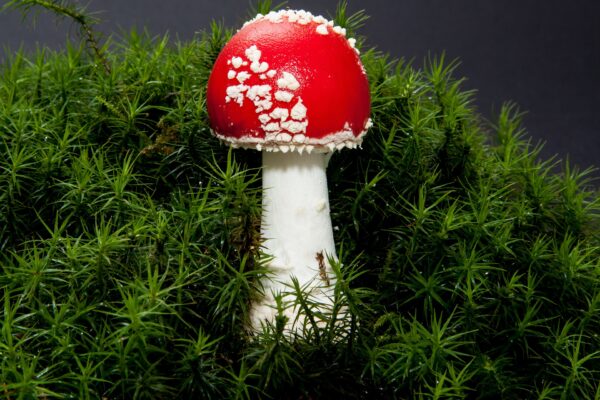 Detail of amanita Muscaria in moss