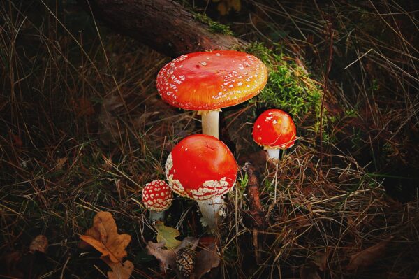 detail picture of 4 pieces of Amanitas