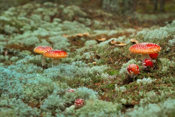 Couple of amanitas in the Moss