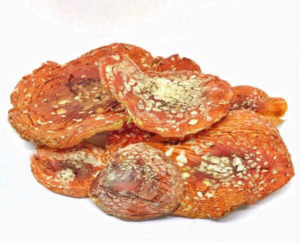 View of dried caps of Amanita Muscaria from top
